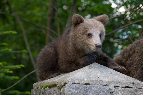 Wild Bear In The Forest — Stock Photo, Image