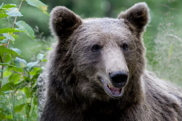 Oso salvaje en el bosque — Foto de Stock