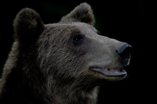 Wild beer in het forest — Stockfoto