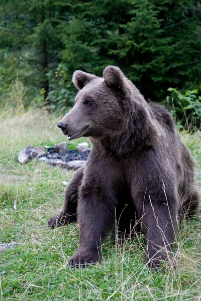 Erdőben vadon élő medve — Stock Fotó