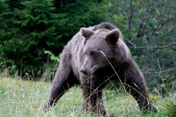 Oso salvaje en el bosque — Foto de Stock