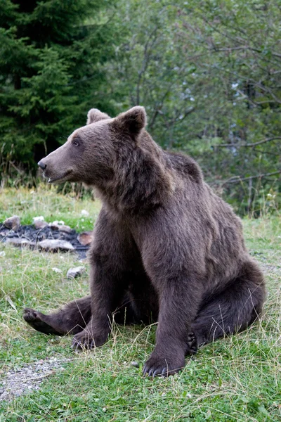 Erdőben vadon élő medve — Stock Fotó