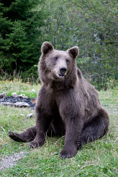 Orso selvatico nella foresta — Foto Stock