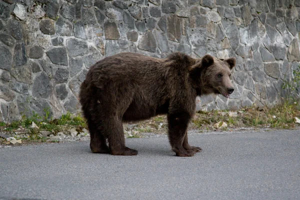 Wild Bear In The Forest — Stock Photo, Image