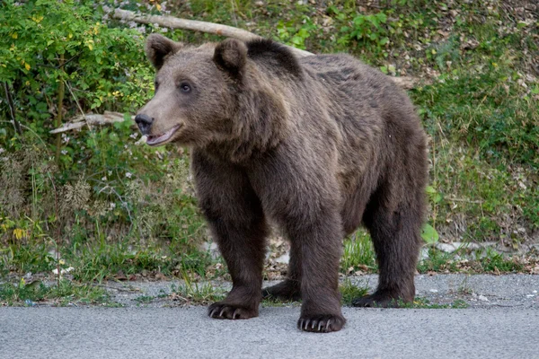 Oso salvaje en el bosque — Foto de Stock