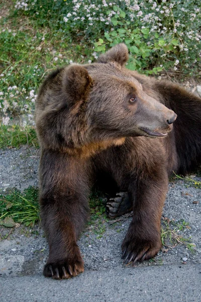 Ours sauvages dans la forêt — Photo