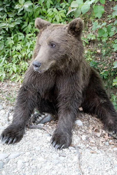 Urso selvagem na floresta — Fotografia de Stock