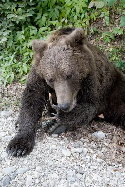 Urso selvagem na floresta — Fotografia de Stock