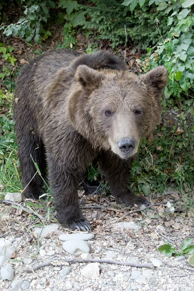 Urso selvagem na floresta — Fotografia de Stock