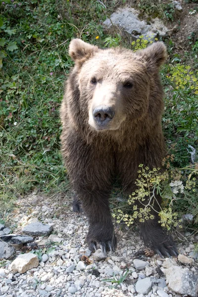 Oso salvaje en el bosque —  Fotos de Stock