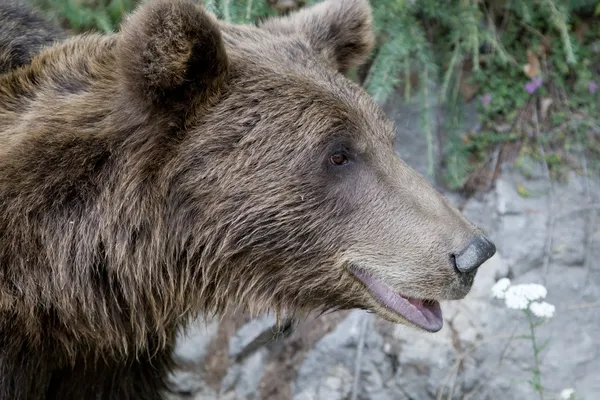 Wild Bear In The Forest — Stock Photo, Image