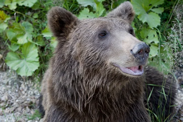 Urso selvagem na floresta — Fotografia de Stock