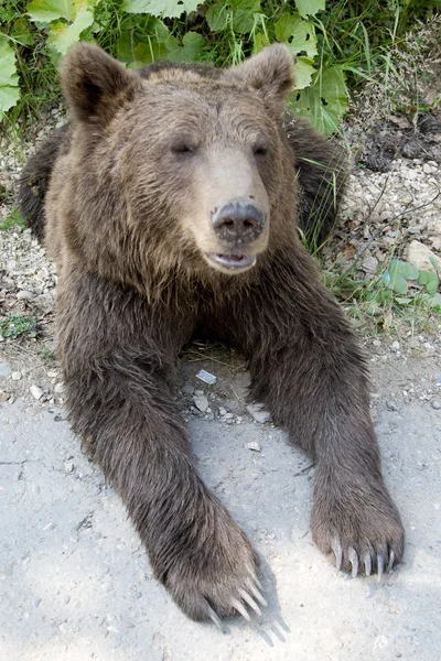 Urso selvagem na floresta — Fotografia de Stock