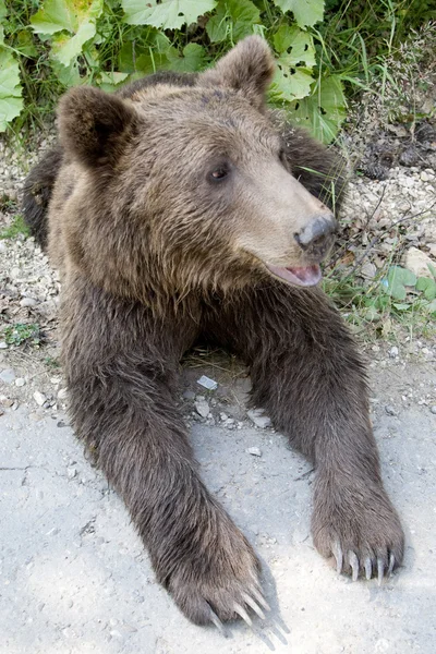 Ours sauvages dans la forêt — Photo