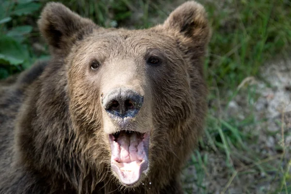 Urso selvagem na floresta — Fotografia de Stock