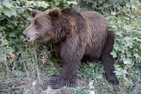 Wild Bear In The Forest — Stock Photo, Image