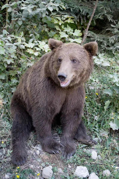 Urso selvagem na floresta — Fotografia de Stock