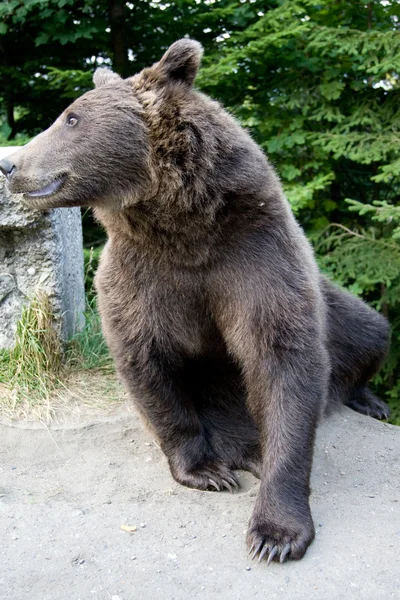 Wild Bear In The Forest — Stock Photo, Image