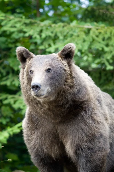 Oso salvaje en el bosque — Foto de Stock