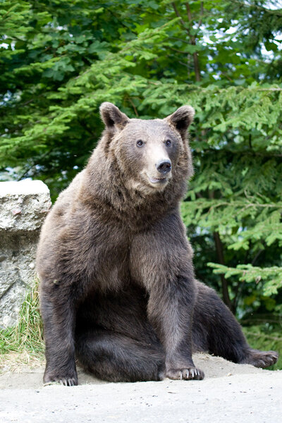 Wild Bear In The Forest