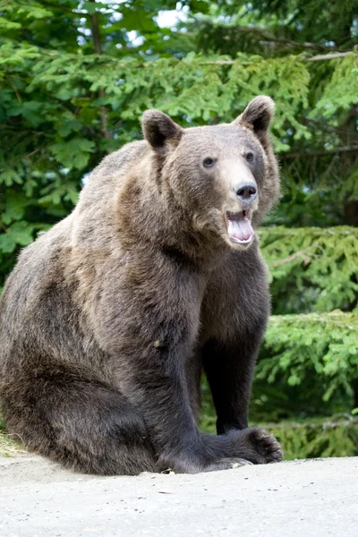 Urso selvagem na floresta — Fotografia de Stock