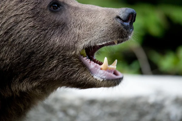 Urso selvagem na floresta — Fotografia de Stock