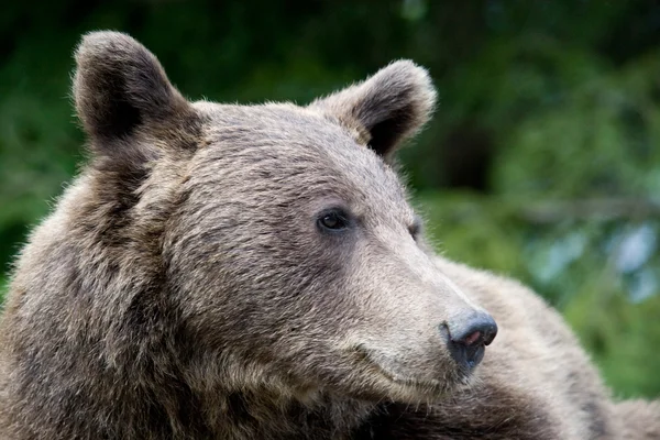 Orso selvatico nella foresta — Foto Stock