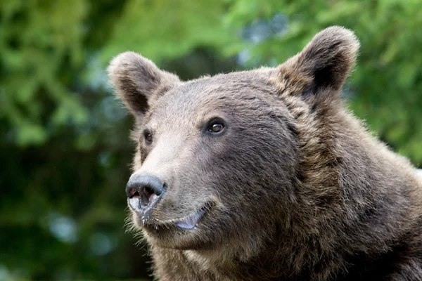 Orso selvatico nella foresta — Foto Stock