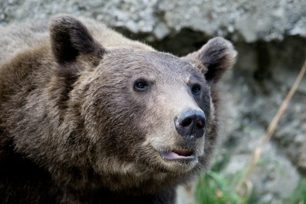 Urso selvagem na floresta — Fotografia de Stock