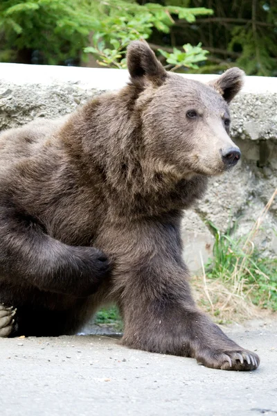 Urso selvagem na floresta — Fotografia de Stock