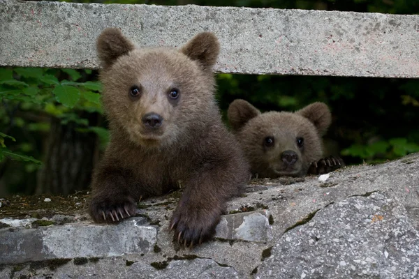 在森林里的野熊 免版税图库图片