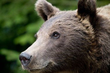 ormandaki yabani ayı