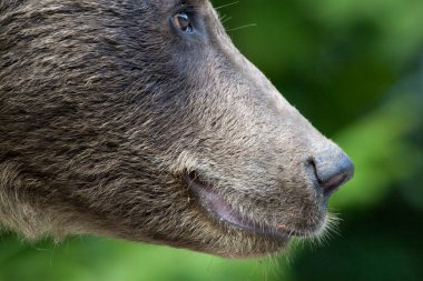 ormandaki yabani ayı