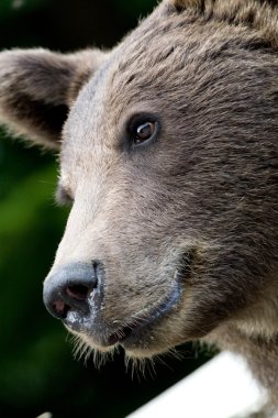 ormandaki yabani ayı