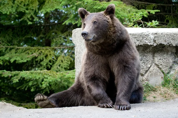 Wildbär im Wald — Stockfoto