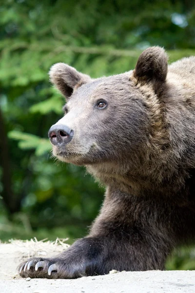 Urso selvagem na floresta — Fotografia de Stock