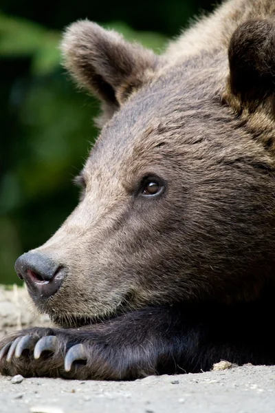 Wild Bear In The Forest — Stock Photo, Image