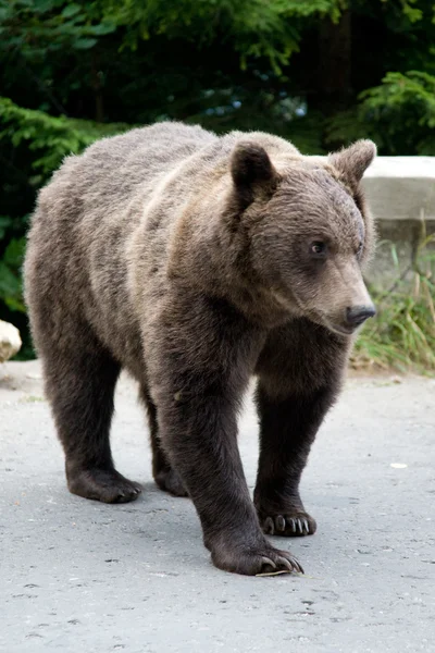 Wildbär im Wald — Stockfoto