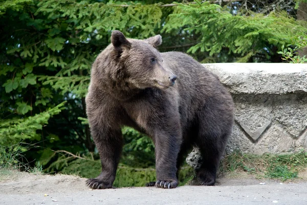 Dziki niedźwiedź w lesie — Zdjęcie stockowe