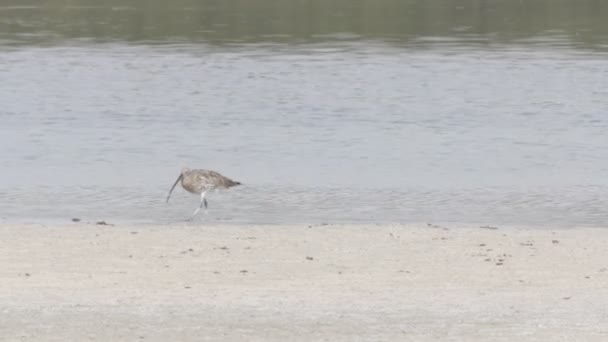 Eurasian Curlew — Stock Video