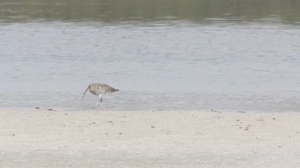 Curlew eurasiático — Vídeo de Stock