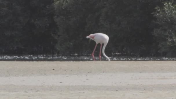 Flamant rose — Video