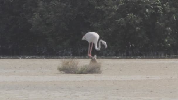 Flamingo — Vídeo de Stock