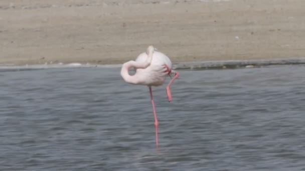 Flamingó — Stock videók