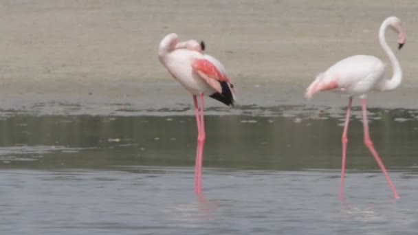 Flamingo — Stockvideo