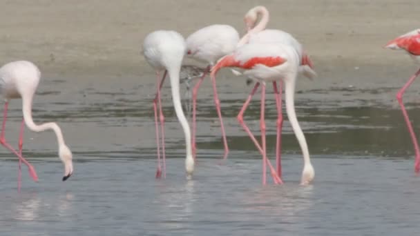 Flamingo — Stock Video