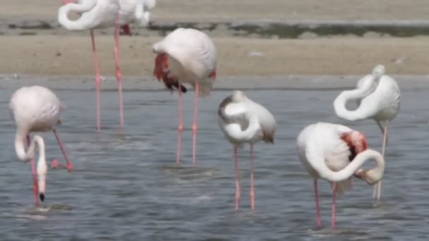 Flamingo Ordförande — Stockvideo