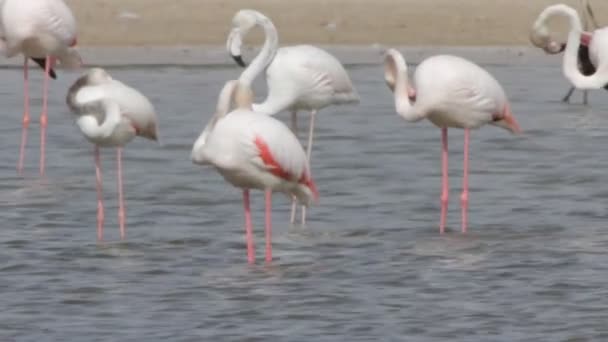 Flamingo Ordförande — Stockvideo