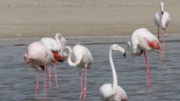 Flamingo Ordförande — Stockvideo