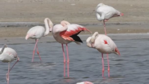 Flamingó — Stock videók